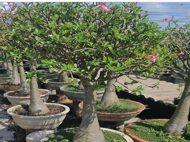 Desert rose (Adenium) specimens