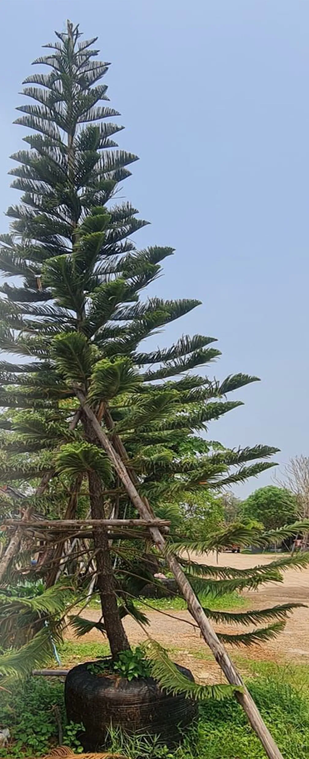 Tall Norfolk Island pine supported by timber stakes