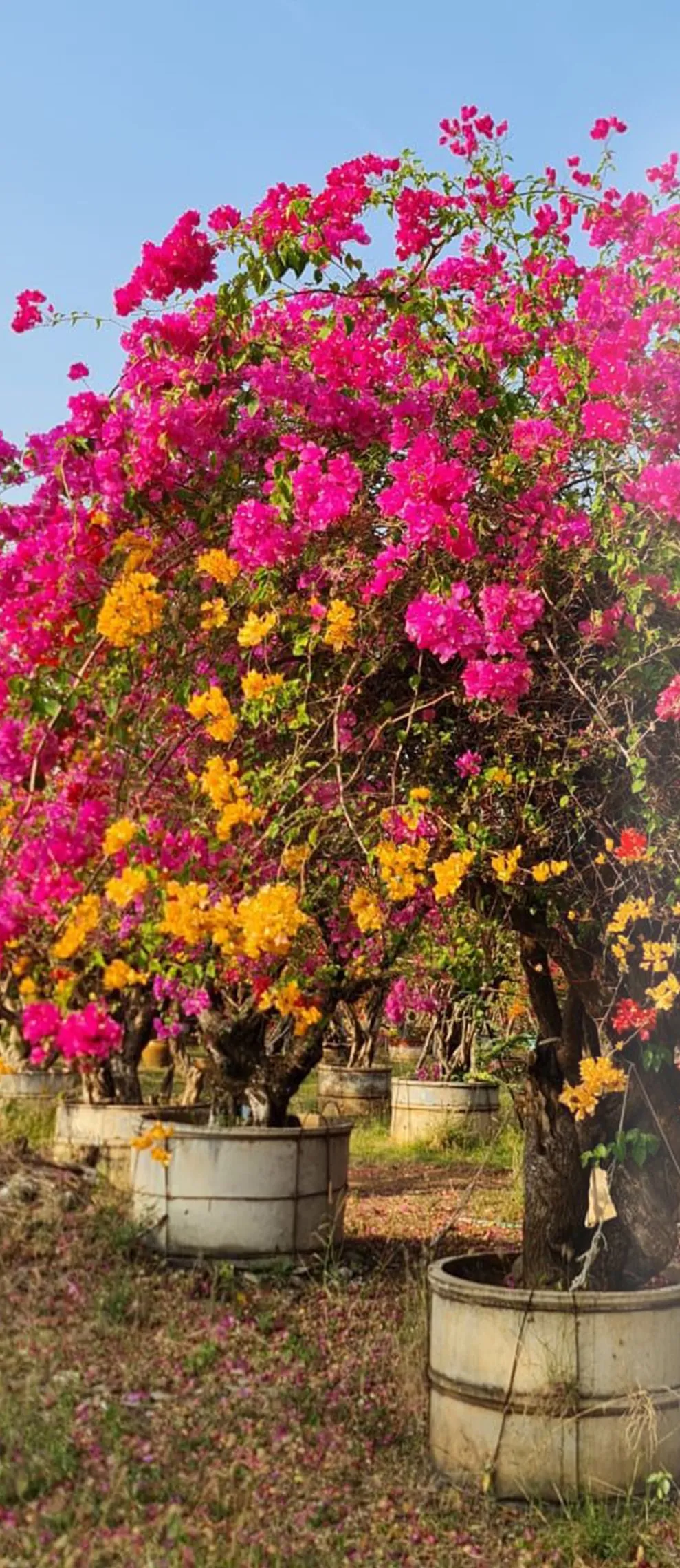 Flowering bougainvillea shrubs in wooden planters at the nursery