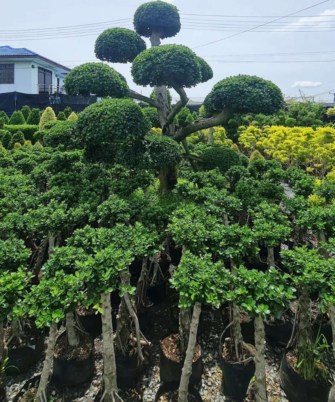 Niwaki cloud topiary