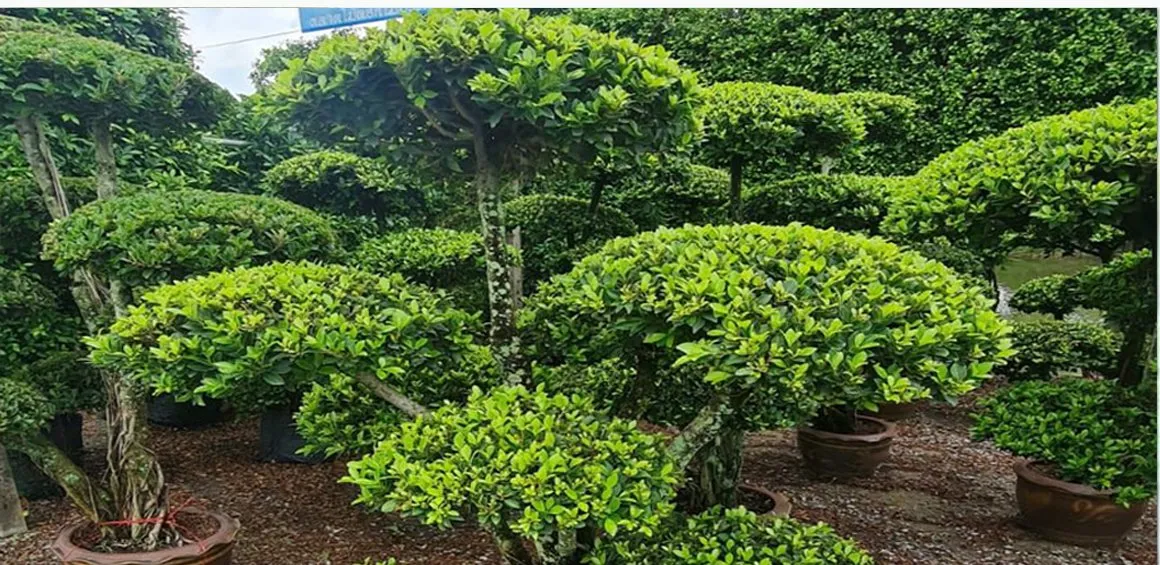 Cloud-shaped Ficus and Podocarpus