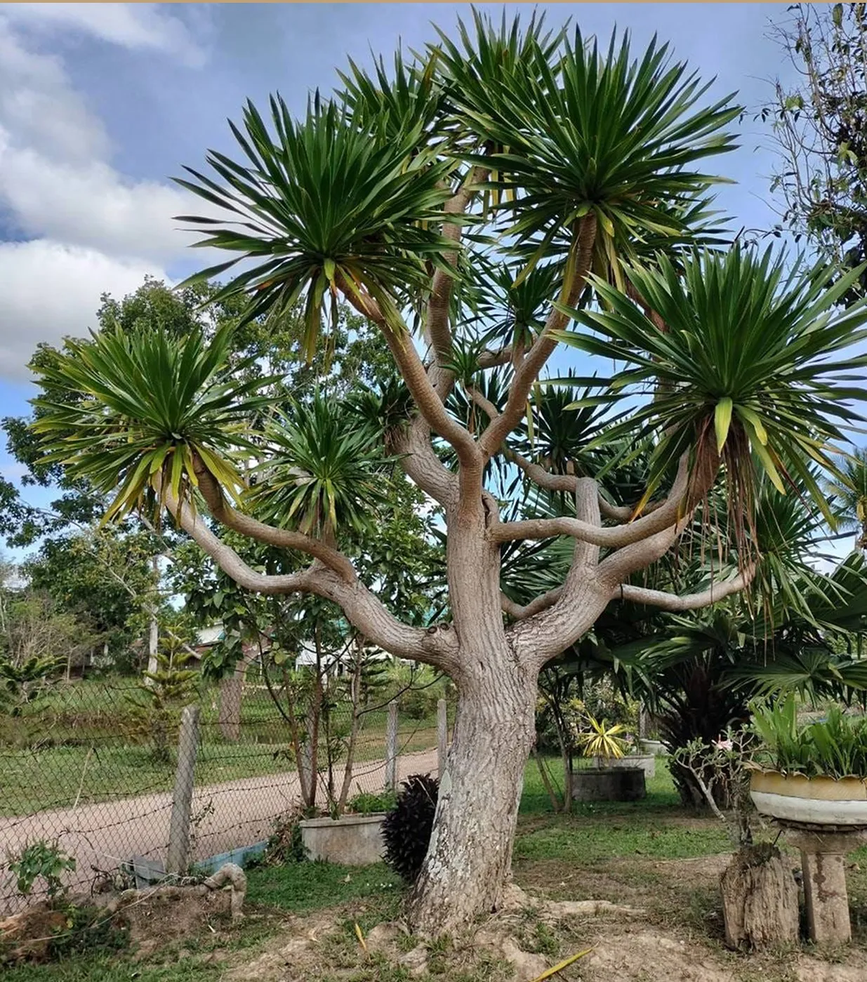 Mature dragon tree (Dracaena)