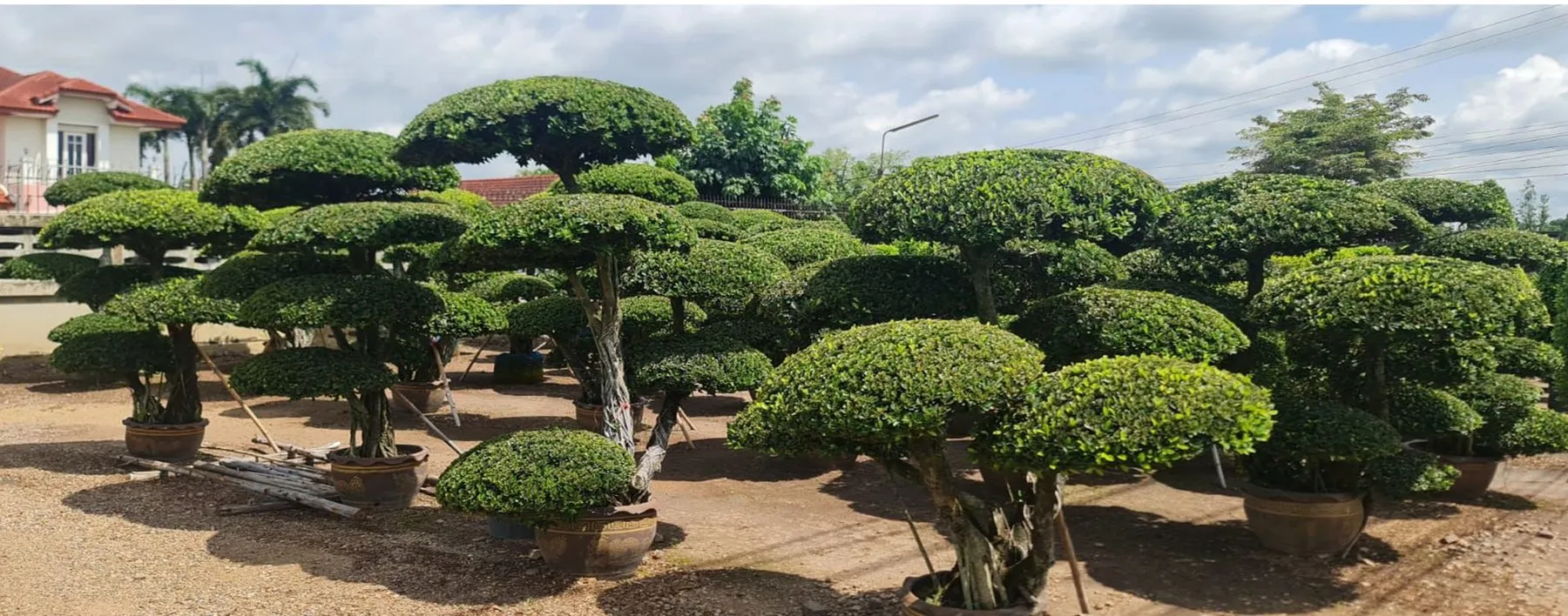 Cloud-pruned specimen trees ready for delivery