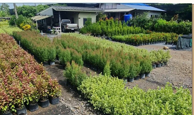 Flowering shrubs in nursery rows