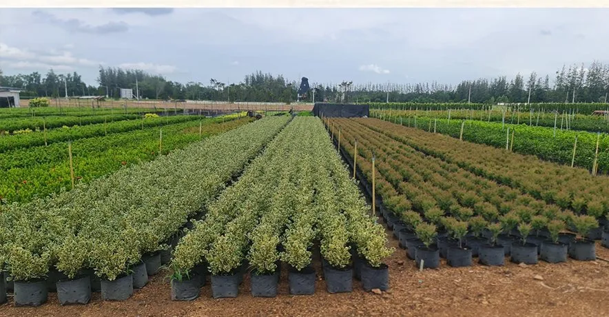Production fields of shrubs and ground cover