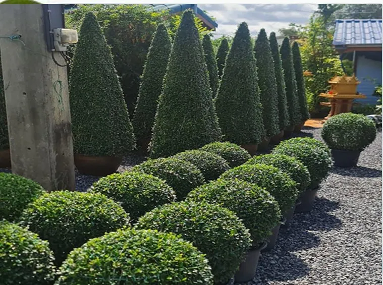 Conical topiary and clipped spheres